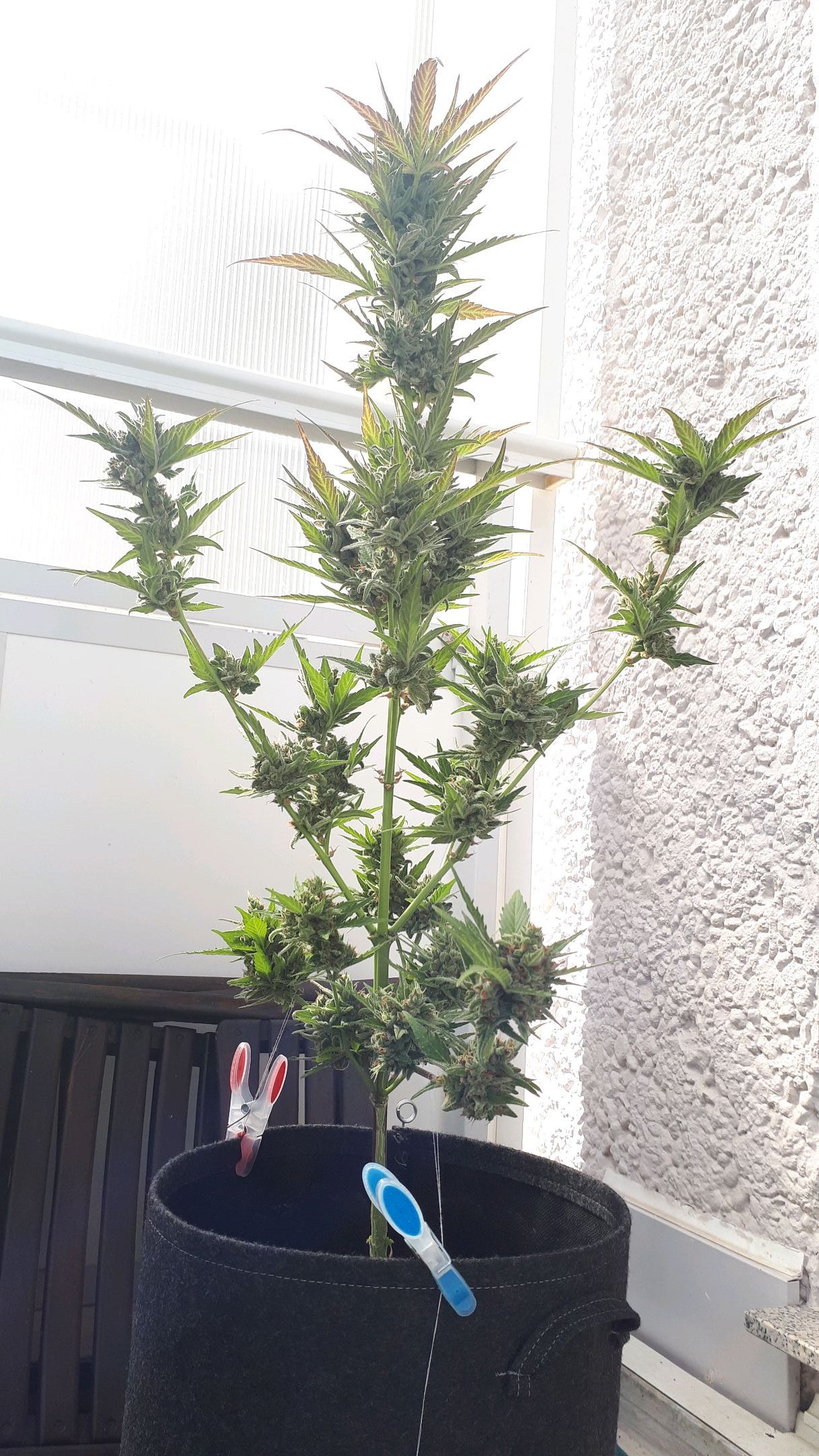 Wedding Cake Automatic growlog photo 85