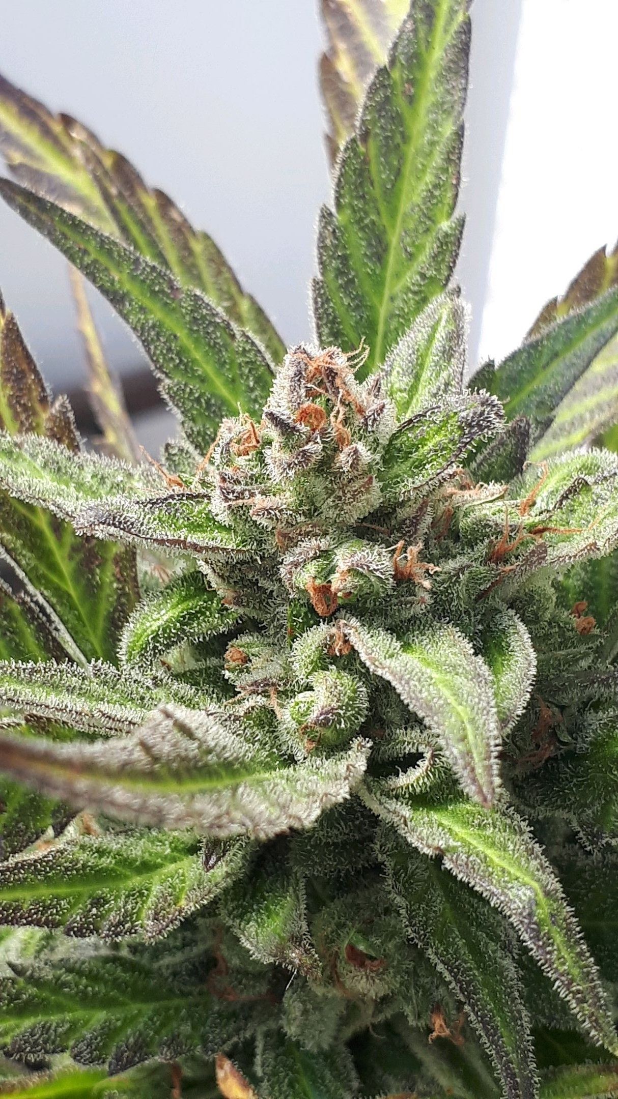 Wedding Cake Automatic growlog photo 87