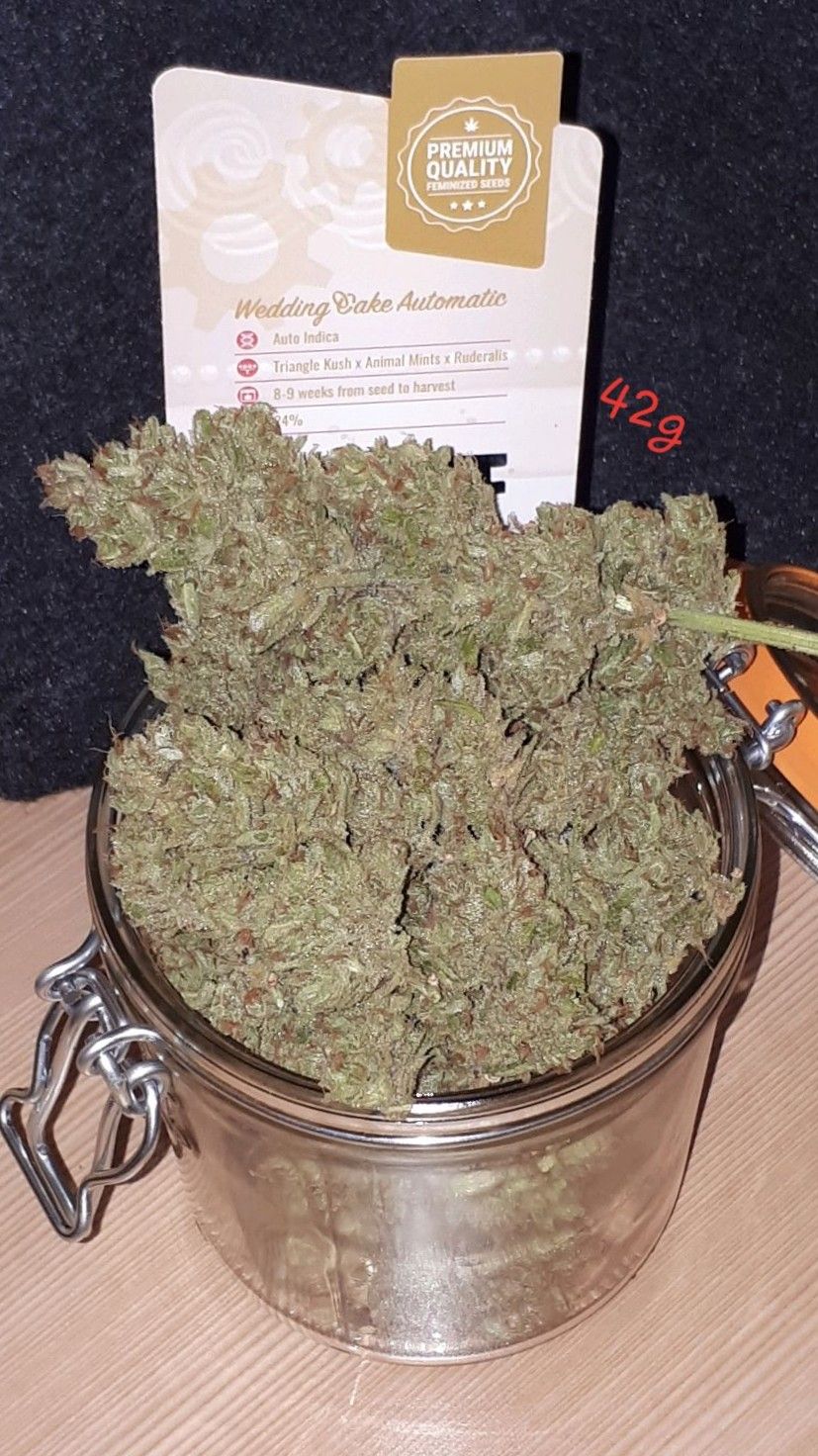 Wedding Cake Automatic growlog photo 89