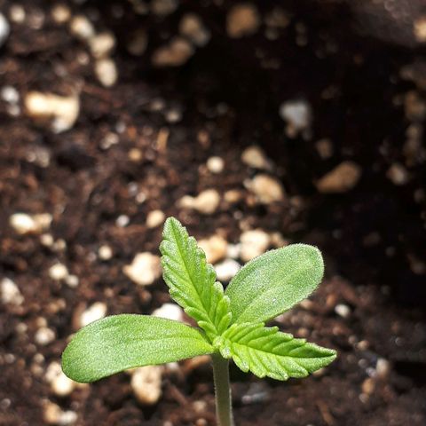 Wedding Cake Automatic growlog photo