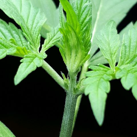 Wedding Cake Automatic growlog timeline photo