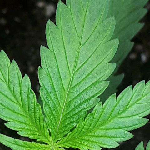 Wedding Cake Automatic growlog timeline photo