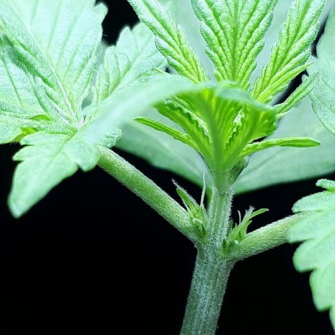 Wedding Cake Automatic growlog photo: Blüte Tag 2