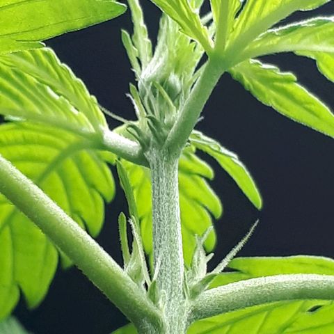 Wedding Cake Automatic growlog photo: Blüte Tag 3