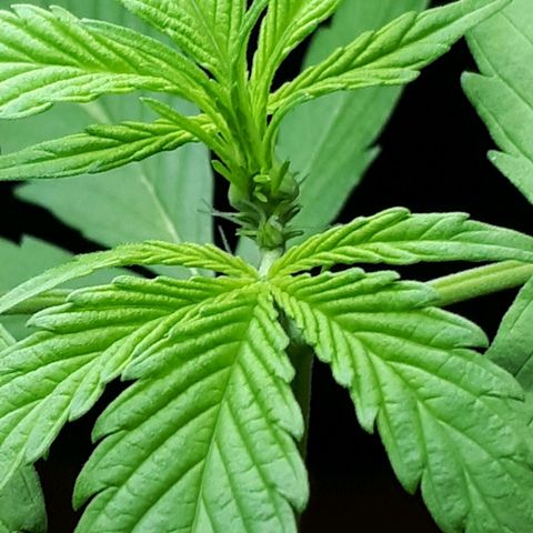 Wedding Cake Automatic growlog photo: Blüte Tag 3