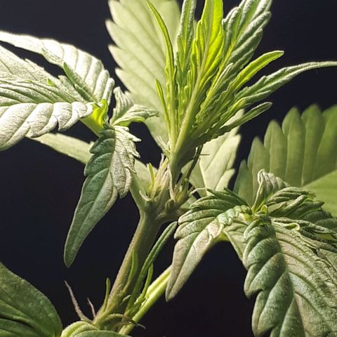 Wedding Cake Automatic growlog photo: Blüte Tag 4