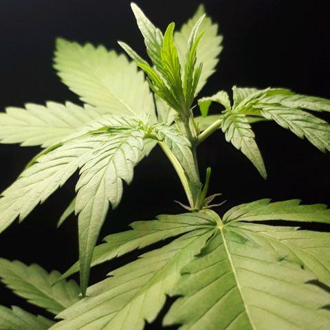 Wedding Cake Automatic growlog photo: Blüte Tag 4
