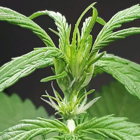 Wedding Cake Automatic growlog timeline photo