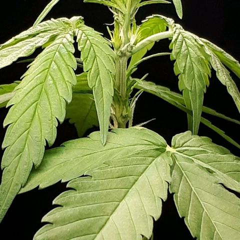 Wedding Cake Automatic growlog timeline photo
