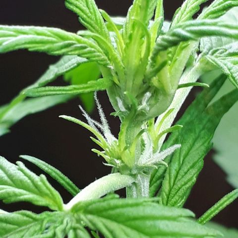 Wedding Cake Automatic growlog timeline photo