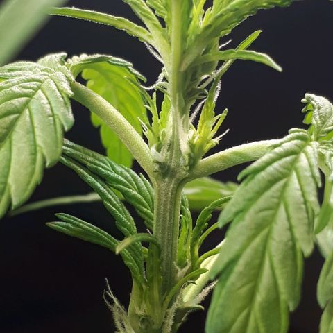Wedding Cake Automatic growlog timeline photo