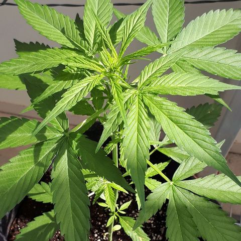Wedding Cake Automatic growlog timeline photo