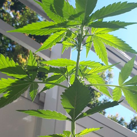 Wedding Cake Automatic growlog timeline photo