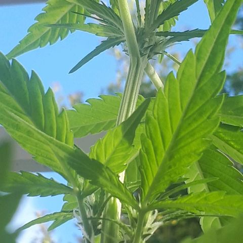 Wedding Cake Automatic growlog photo: Blüte Tag 13