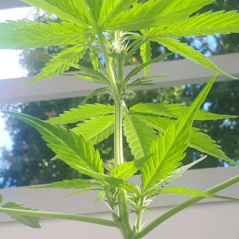 Wedding Cake Automatic growlog photo: Blüte Tag 13