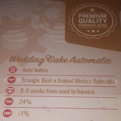 Wedding Cake Automatic growlog photo