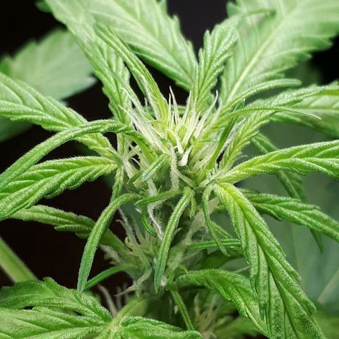 Wedding Cake Automatic growlog timeline photo