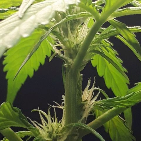 Wedding Cake Automatic growlog timeline photo