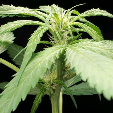 Wedding Cake Automatic growlog timeline photo