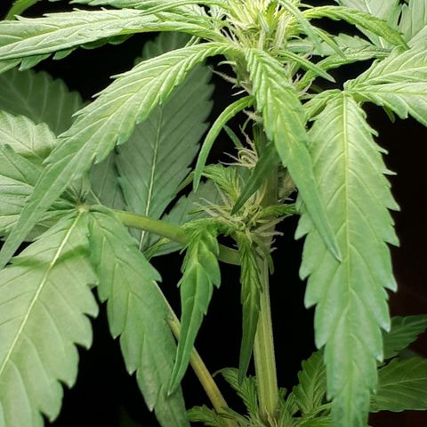 Wedding Cake Automatic growlog timeline photo