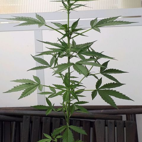 Wedding Cake Automatic growlog photo: Blüte Tag 18