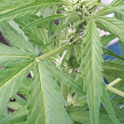 Wedding Cake Automatic growlog photo: Blüte Tag 18