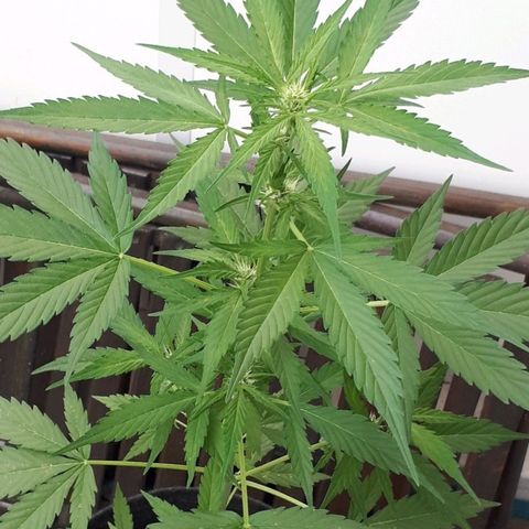 Wedding Cake Automatic growlog photo: Blüte Tag 18