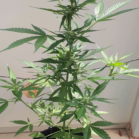 Wedding Cake Automatic growlog timeline photo