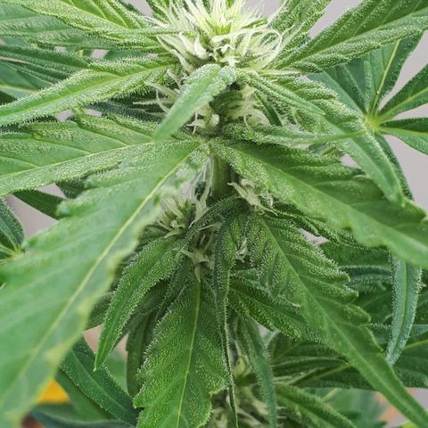 Wedding Cake Automatic growlog timeline photo