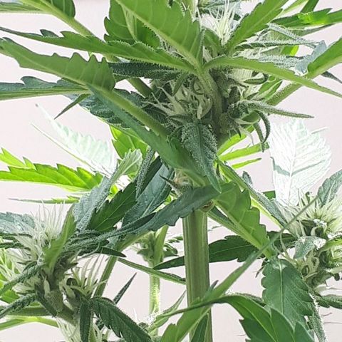 Wedding Cake Automatic growlog timeline photo