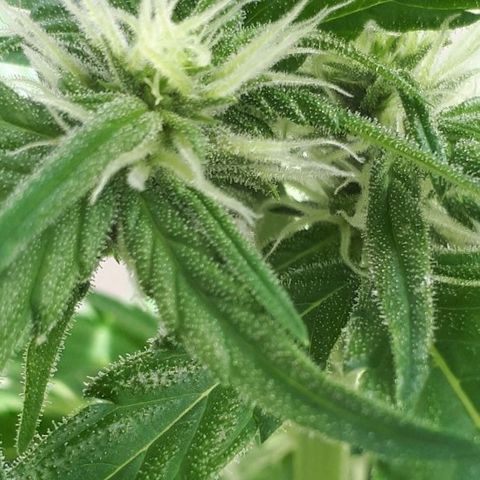 Wedding Cake Automatic growlog timeline photo