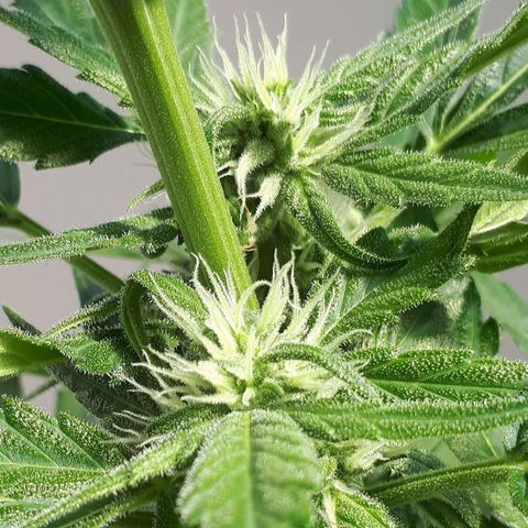 Wedding Cake Automatic growlog photo: Blüte Tag 25