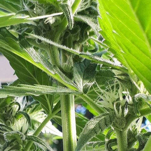 Wedding Cake Automatic growlog timeline photo