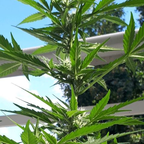 Wedding Cake Automatic growlog photo: Blüte Tag 25