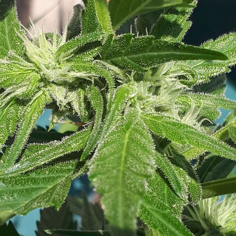 Wedding Cake Automatic growlog photo: Blüte Tag 25