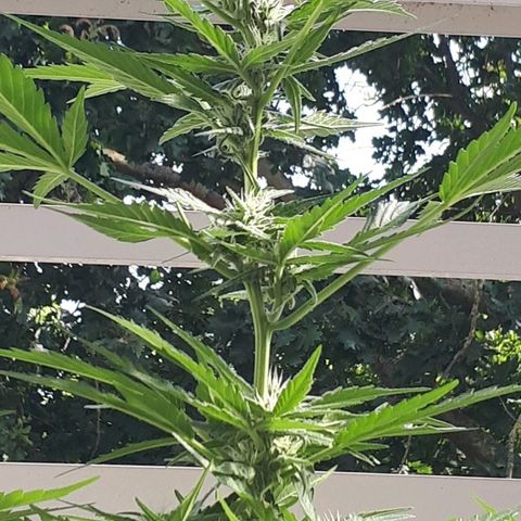 Wedding Cake Automatic growlog timeline photo