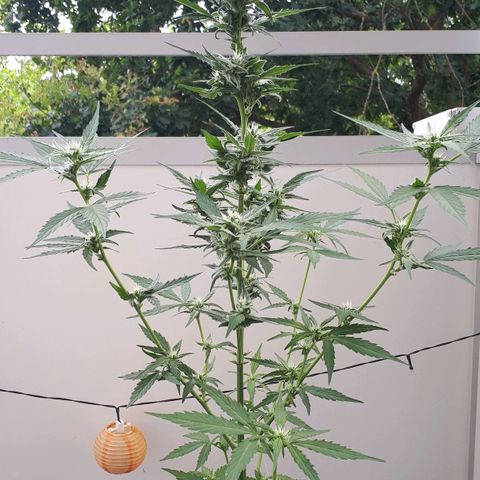 Wedding Cake Automatic growlog photo: Blüte Tag 31