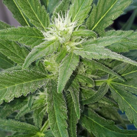 Wedding Cake Automatic growlog timeline photo