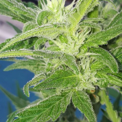 Wedding Cake Automatic growlog timeline photo
