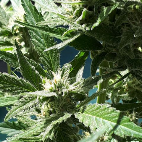 Wedding Cake Automatic growlog photo: Blüte Tag 35