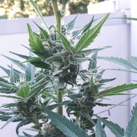 Wedding Cake Automatic growlog photo: Blüte Tag 35