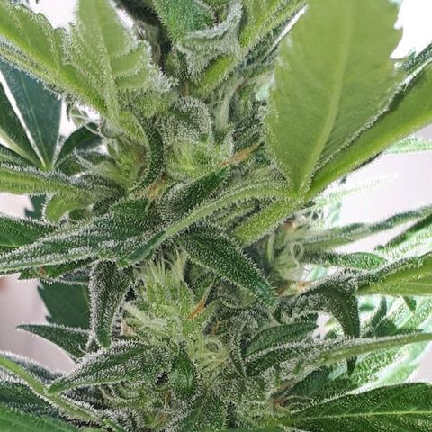 Wedding Cake Automatic growlog photo: Blüte Tag 35