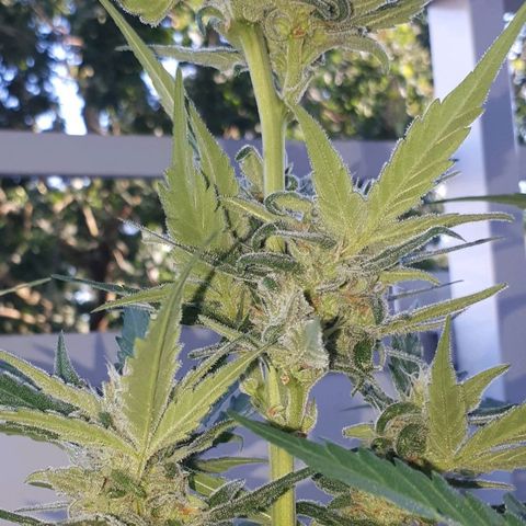Wedding Cake Automatic growlog photo: Blüte Tag 35