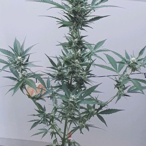 Wedding Cake Automatic growlog photo: Blüte Tag 35