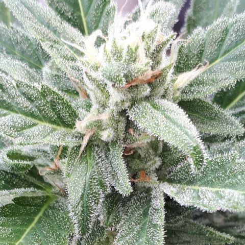 Wedding Cake Automatic growlog photo: Blüte Tag 38