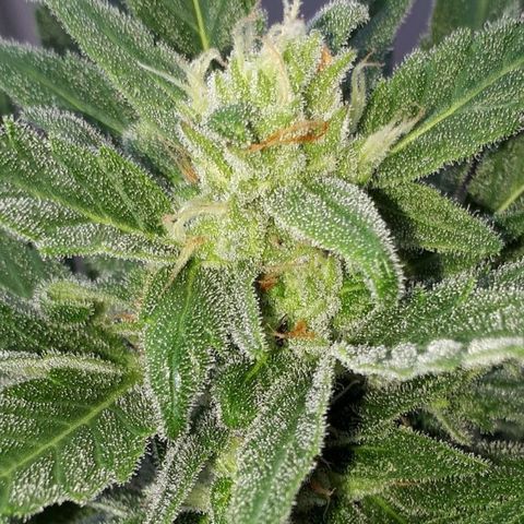 Wedding Cake Automatic growlog photo: Blüte Tag 38