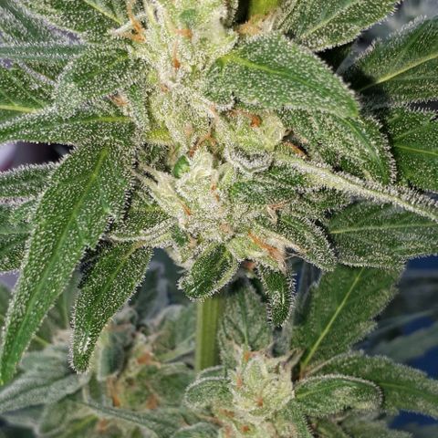 Wedding Cake Automatic growlog photo: Blüte Tag 38