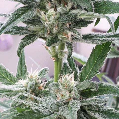 Wedding Cake Automatic growlog photo: Blüte Tag 38