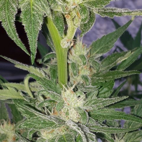 Wedding Cake Automatic growlog photo: Blüte Tag 38