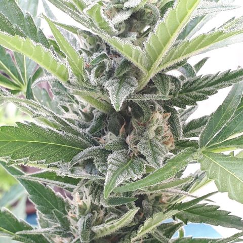Wedding Cake Automatic growlog photo: Blüte Tag 38